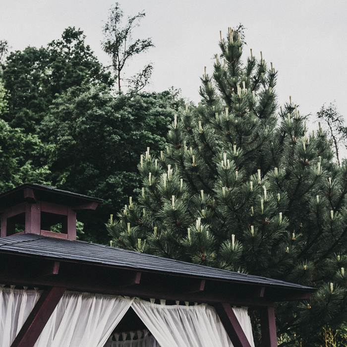 Roof of hut surrounded by trees