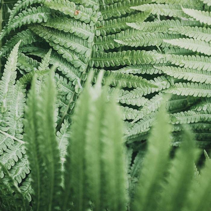 Close up leaves of fern