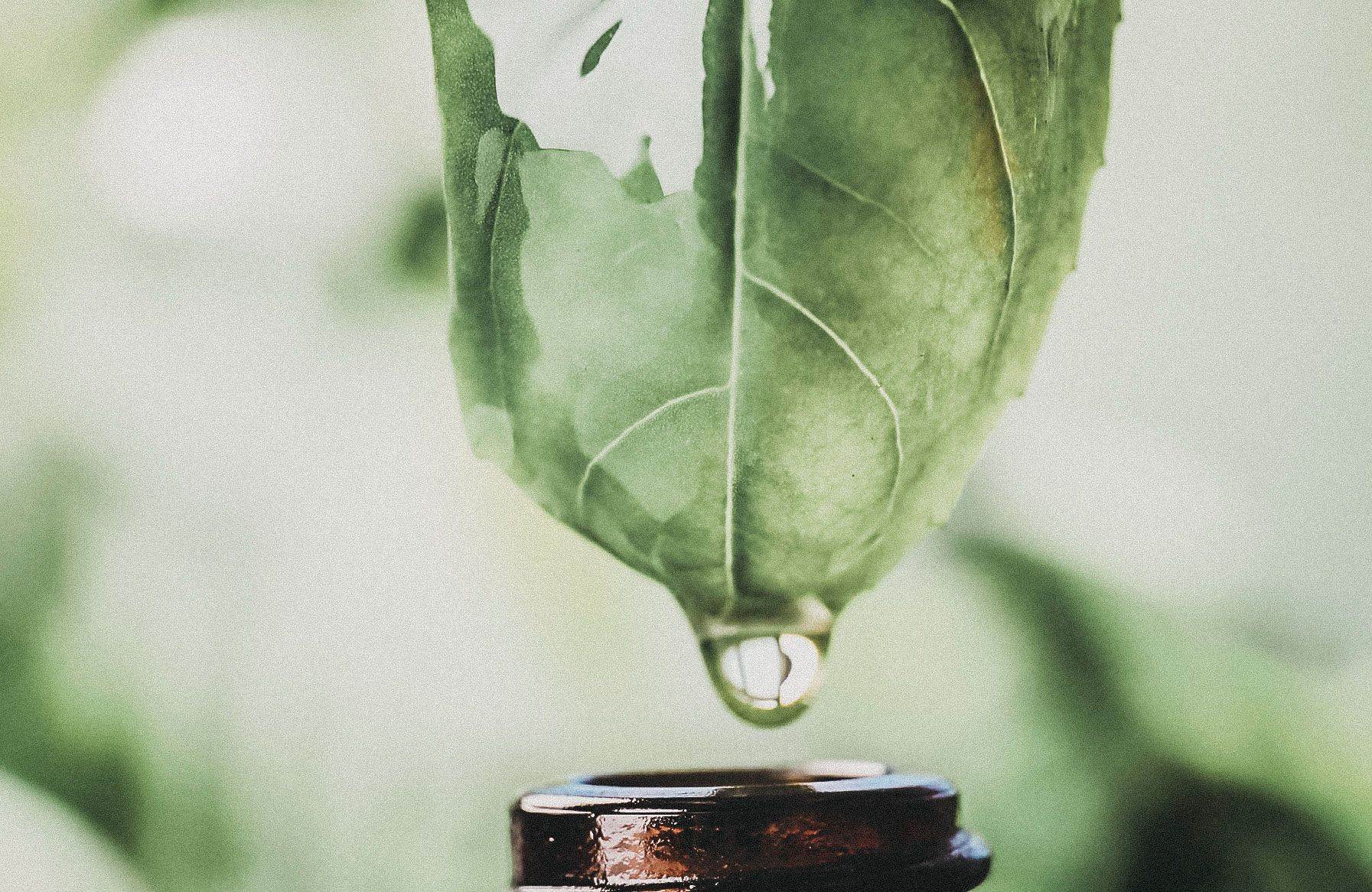 Water drips from leaf 